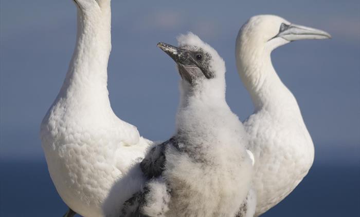 Gannet family on Grassholm